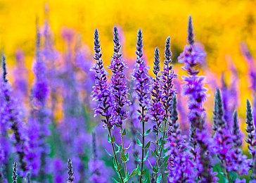 肖恩·莱登：《瑞奇与叮当》的PS4重启曾存在内部阻力